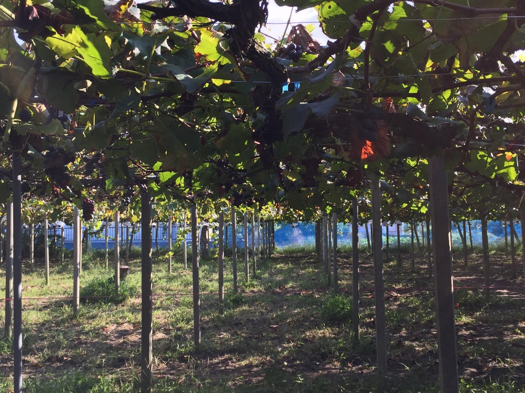 Misaka Farm Grape House-笛吹市必去景点
