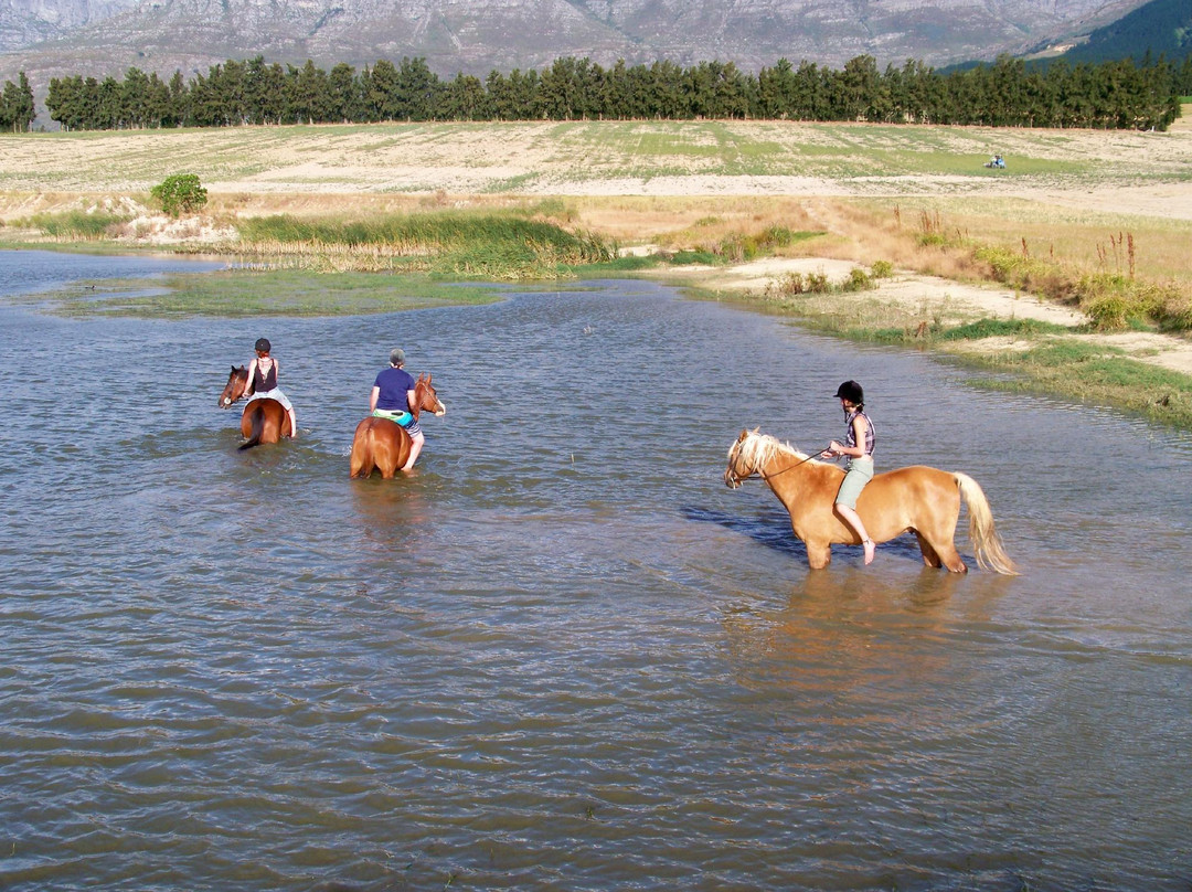 Pony Joy Rides-惠灵顿必去景点