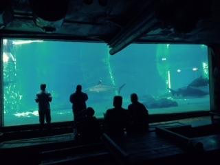 U Shaka Marine World景点图片