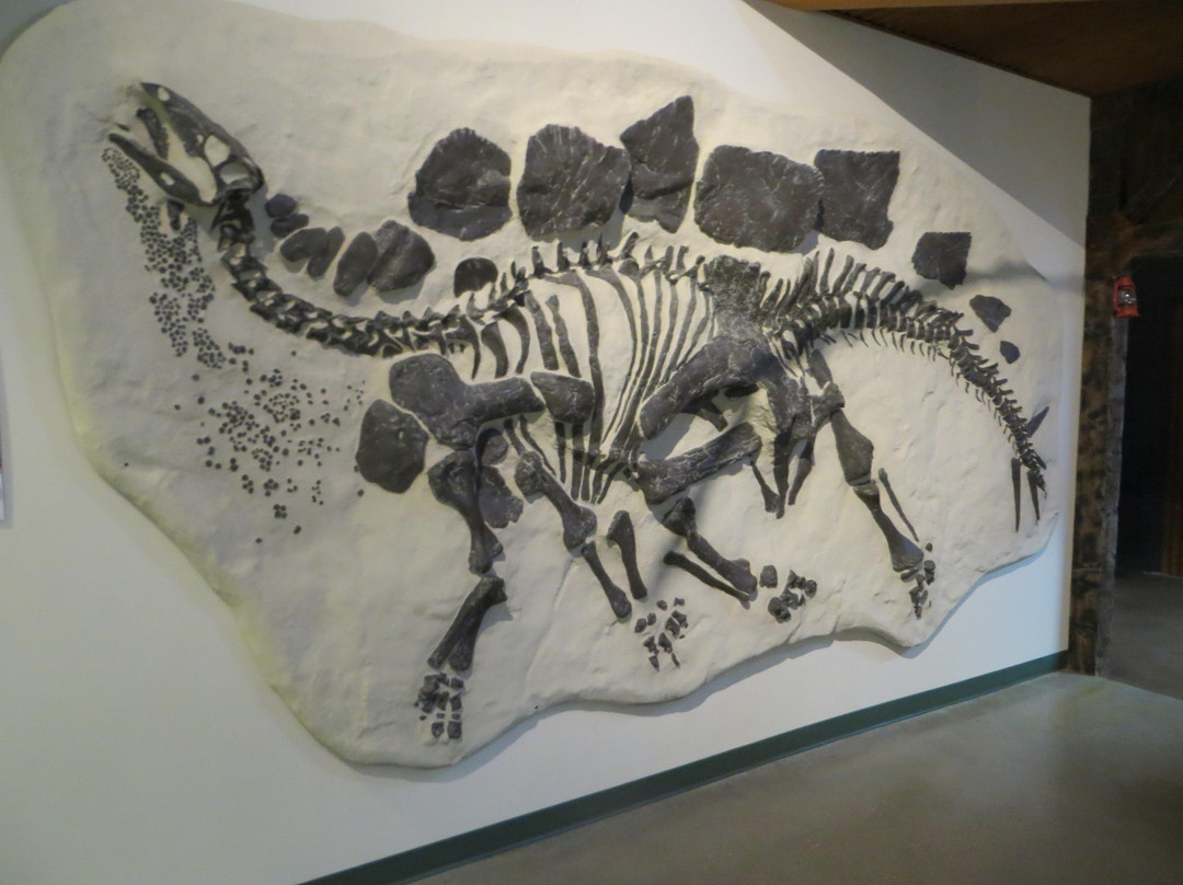 University of Wyoming Geological Museum-拉勒米必去景点