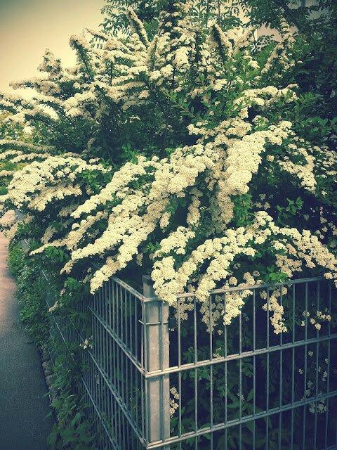 Forggensee Radweg-菲森必去景点