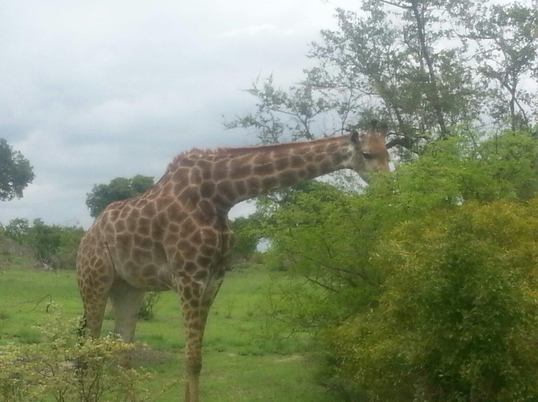 Nhongo Safaris-克鲁格国家公园必去景点