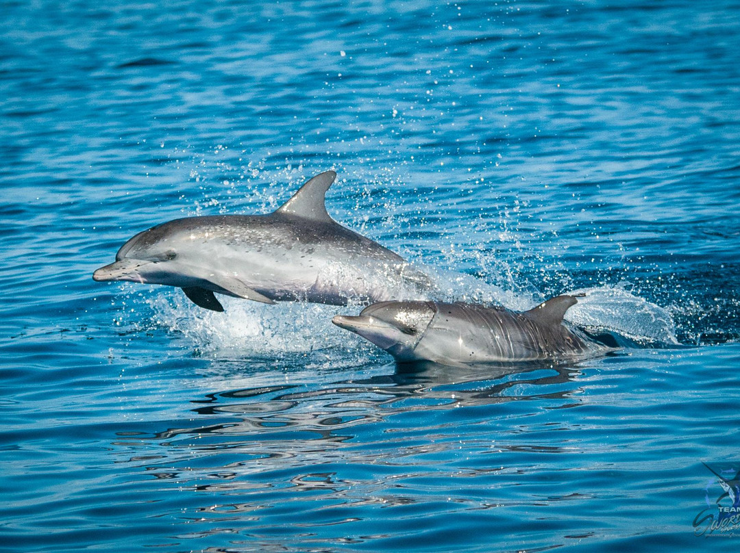 Swordfish Sportfishing景点图片