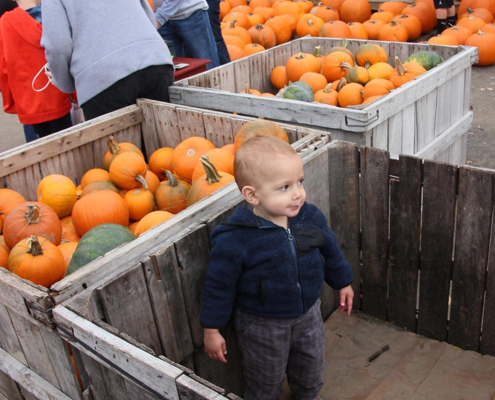Applecrest Farm Orchards-Hampton Falls必去景点