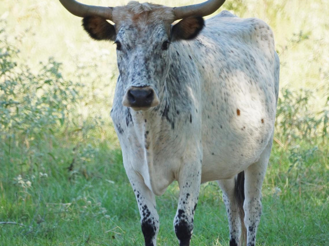 Mineola Nature Preserve-Mineola必去景点