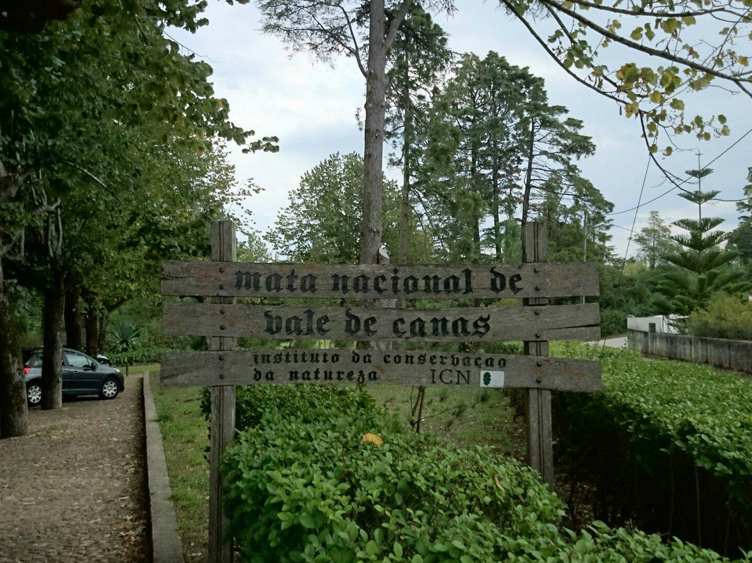 Mata Nacional de Vale de Canas景点图片