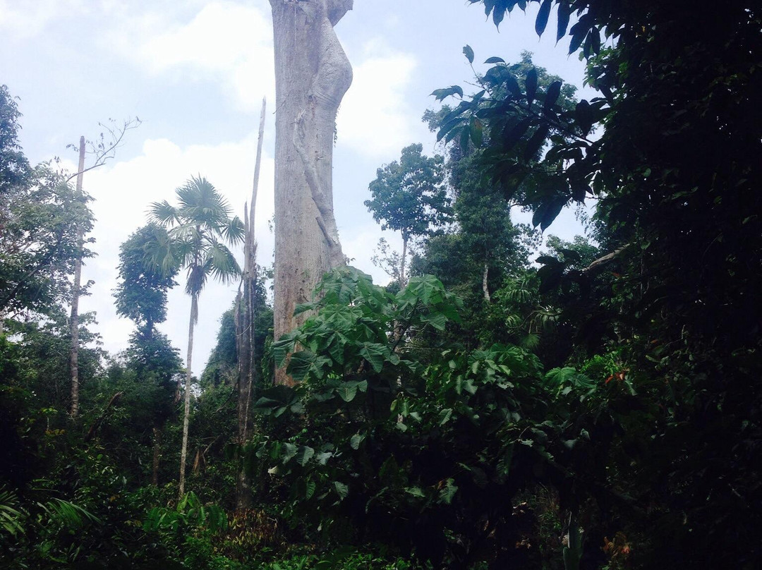 Barro Colorado Island景点图片