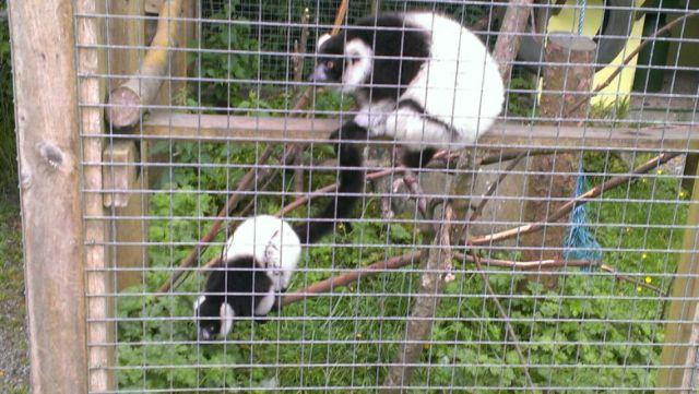 Coolwood Wildlife Park-基拉尼必去景点