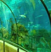 Acuario Agustin Codazzi景点图片