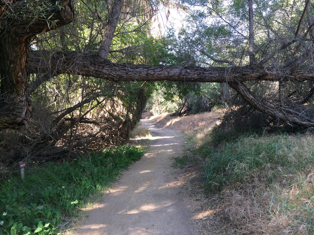Hassayampa River Preserve-Wickenburg必去景点