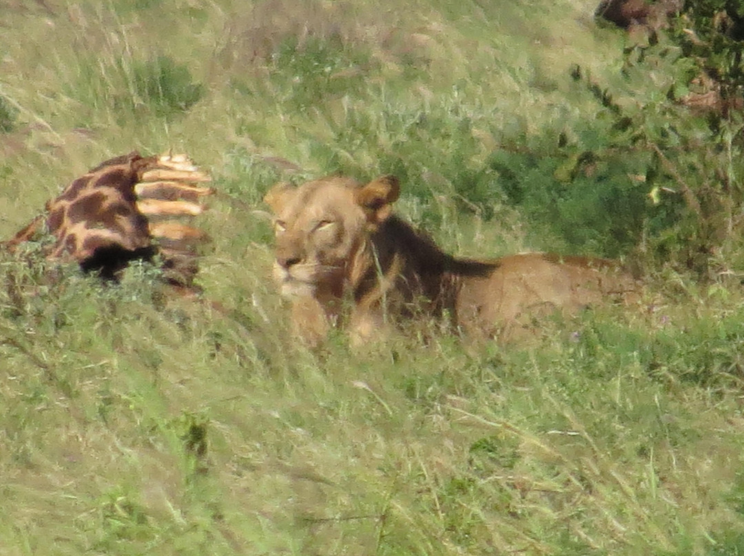 Pollman's Tours & Safaris-蒙巴萨必去景点