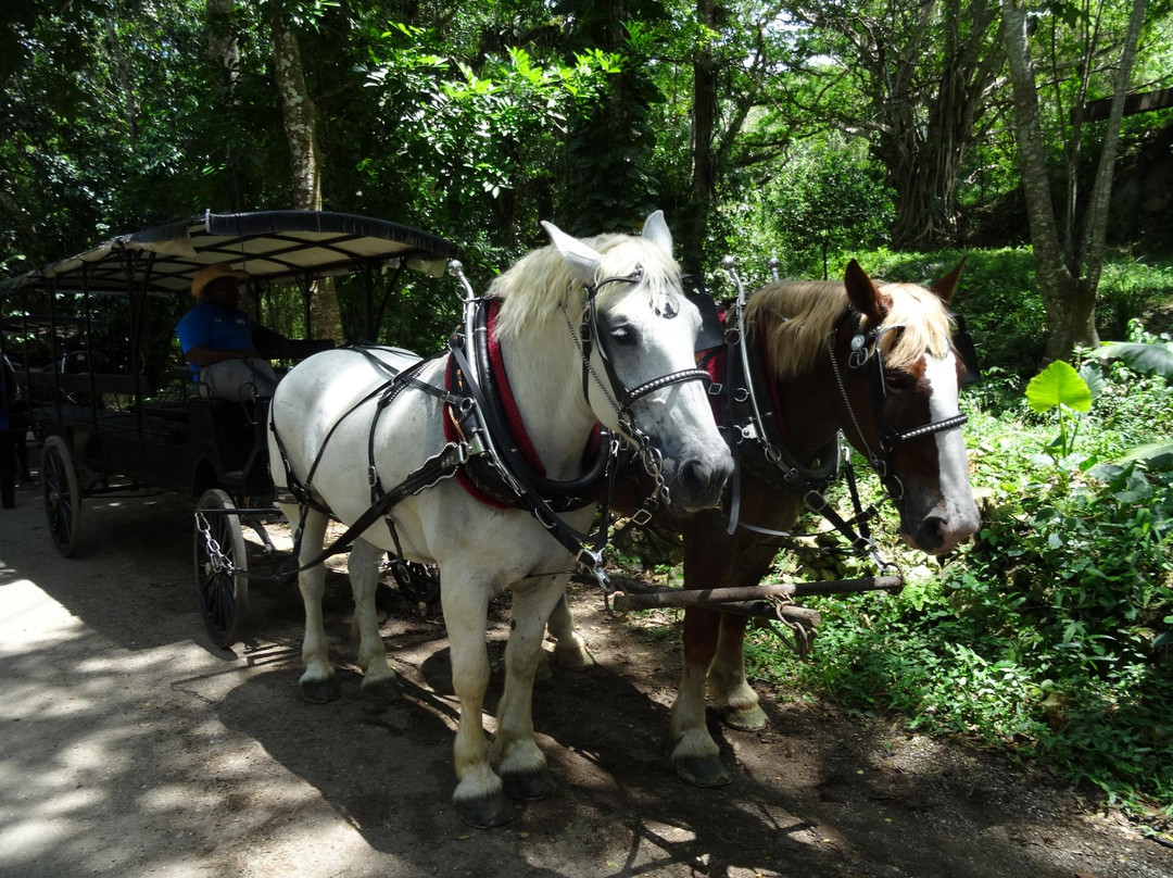 Good Hope Plantation-Wakefield必去景点