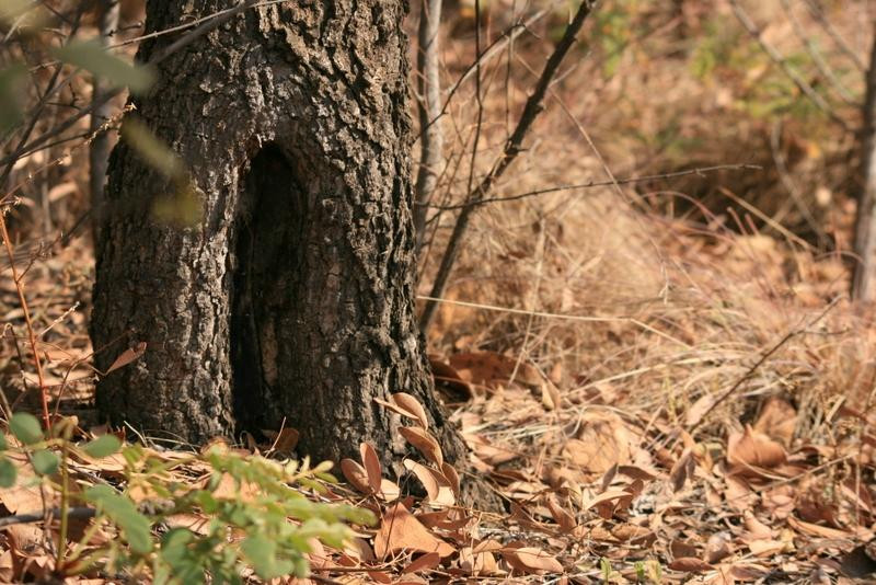 Faerie Glen Nature Reserve-比勒陀利亚必去景点