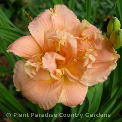 Plant Paradise Country Gardens-卡利登必去景点