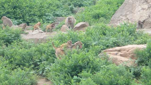 石家庄动物园-石家庄市必去景点