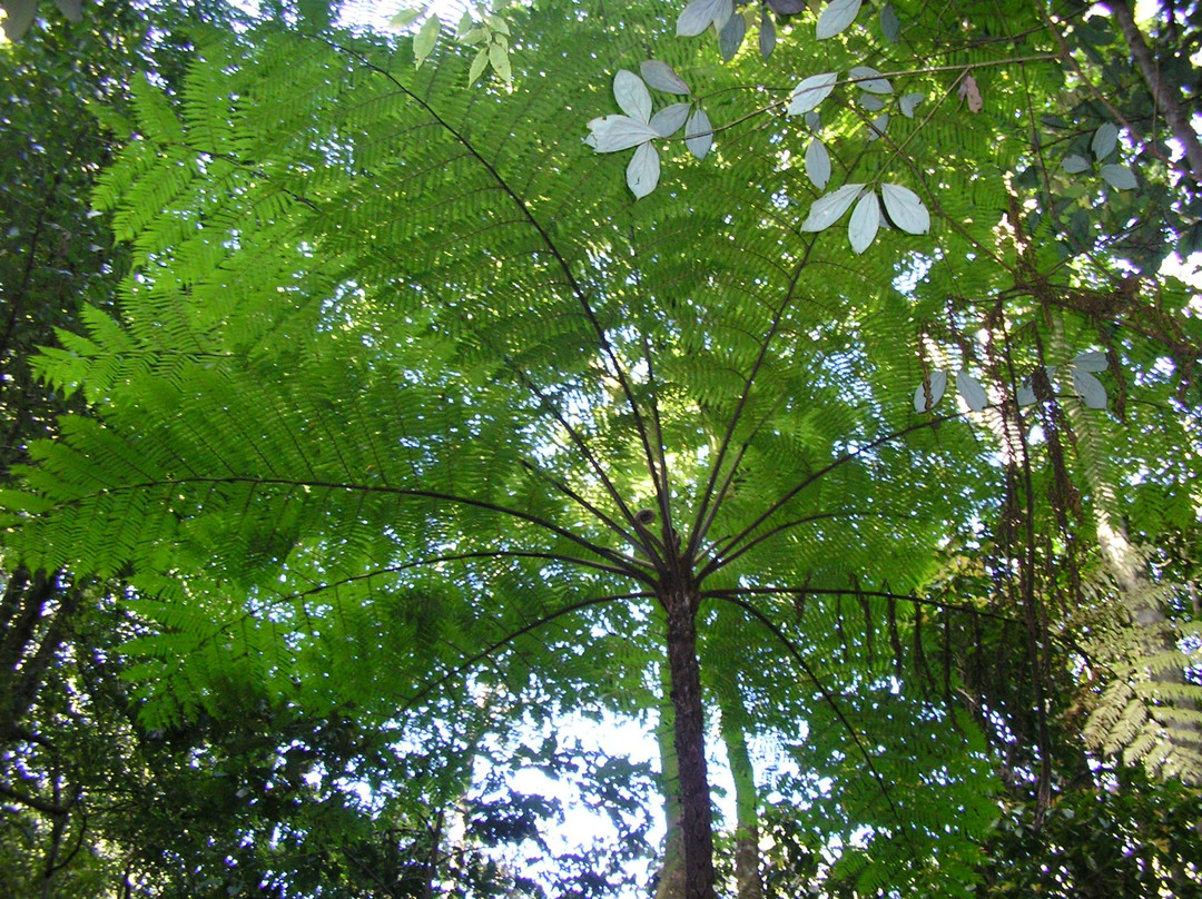 凯恩斯植物园-凯恩斯必去景点