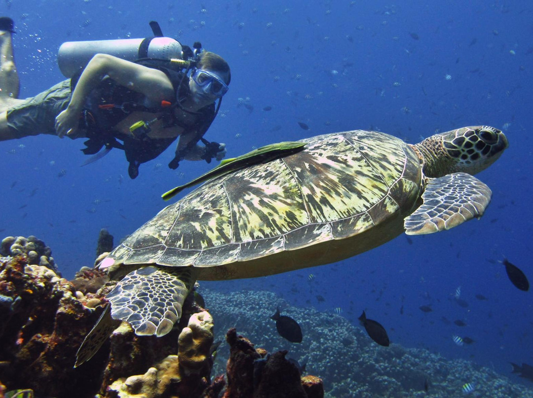 曼塔潜水-吉利特拉万安必去景点