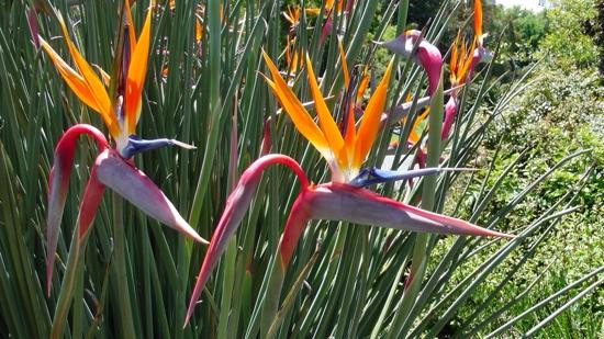 墨尔本皇家植物园-墨尔本必去景点