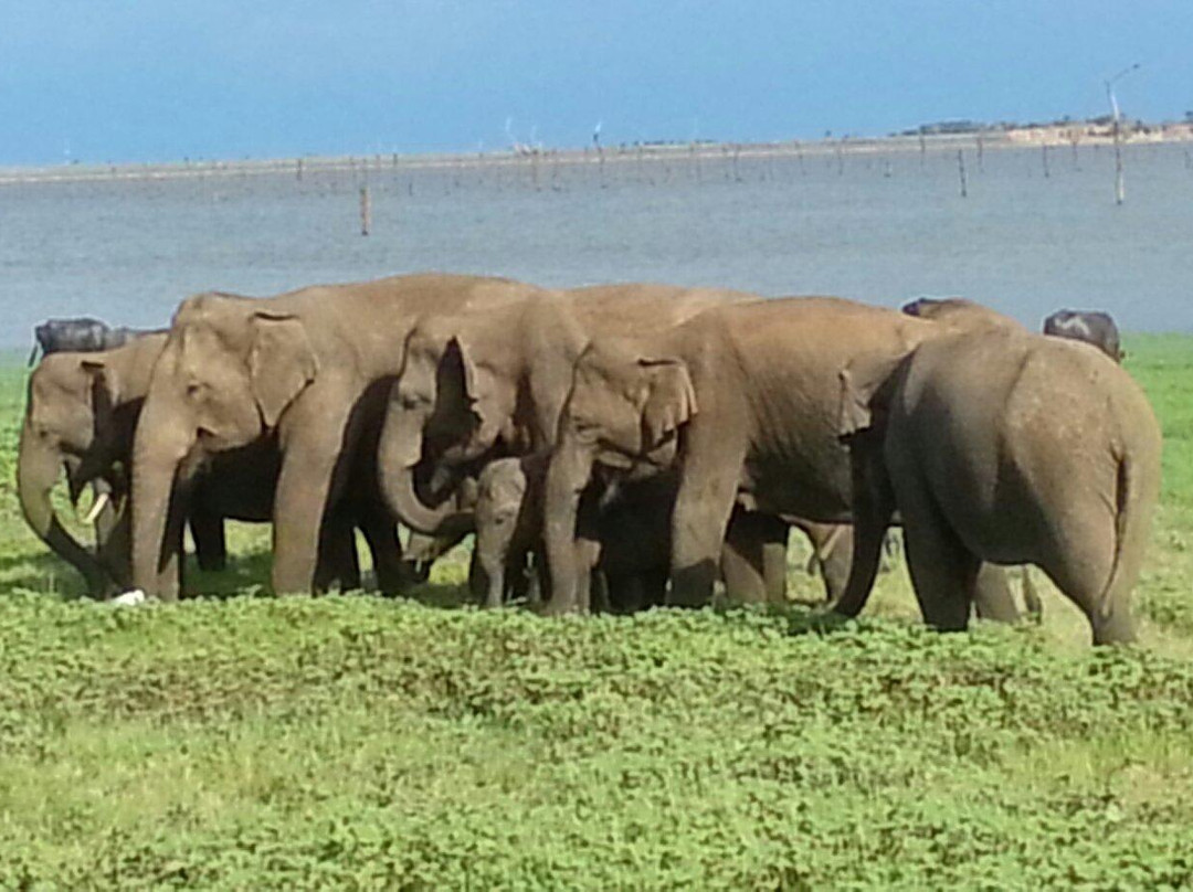 Kaudulla National Park景点图片