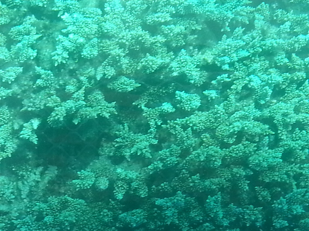 海星邮轮一日游-凯恩斯必去景点