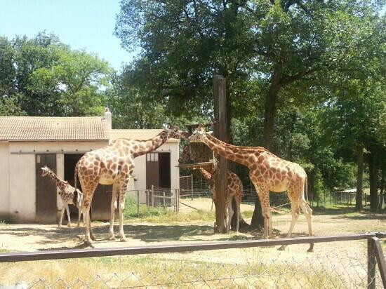 Safari De Peaugres景点图片