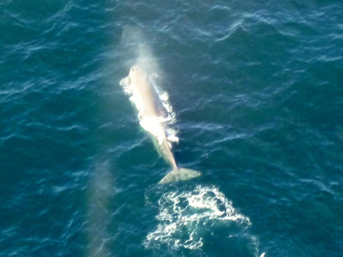Wings Over Whales-Kaikoura必去景点