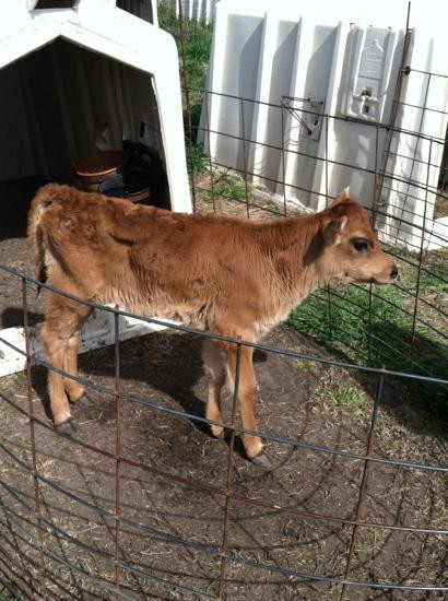 Jersey Barnyard景点图片