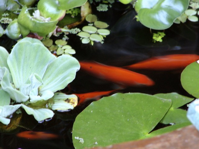 Salsbury House B&B主图