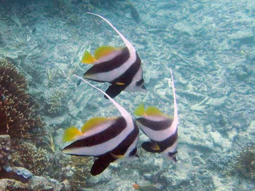 Mafia Marine National Park-马菲亚岛必去景点