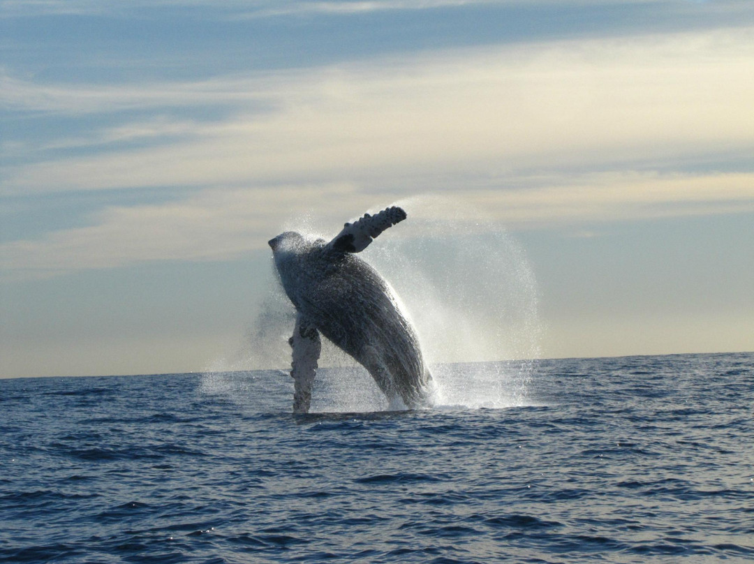 Cabo Adventures-卡波圣卢卡斯必去景点