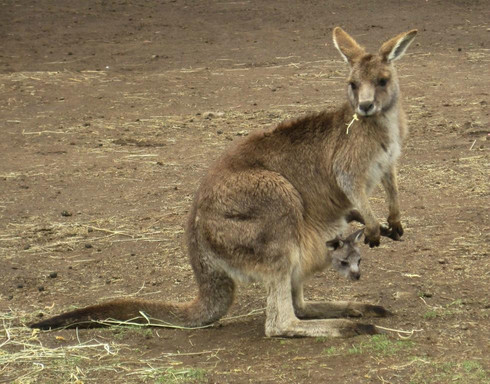 Great Expeditions - Personal & Guided Tasmania Day Tours-霍巴特必去景点