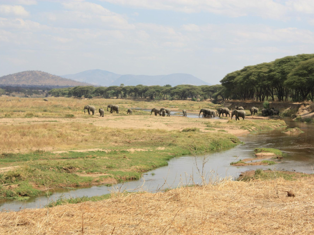 Gazelle Safaris-姆贝亚必去景点