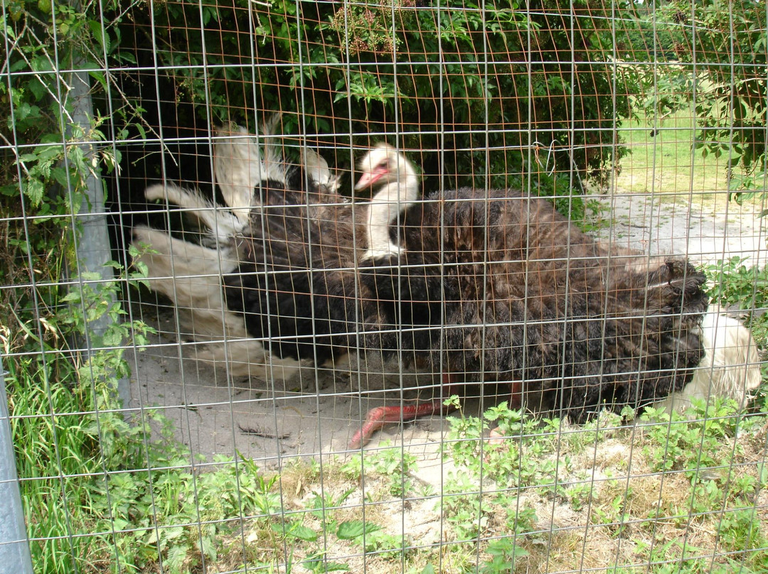 Ferme D'autruches De Guidel景点图片