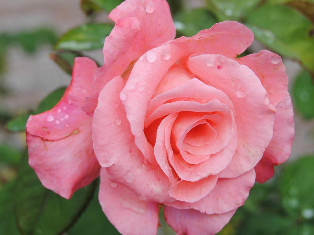 Rose Garden-里士满必去景点