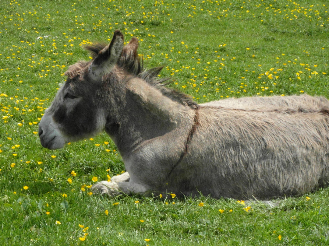 Freshfields Donkey Village-Peak Forest必去景点
