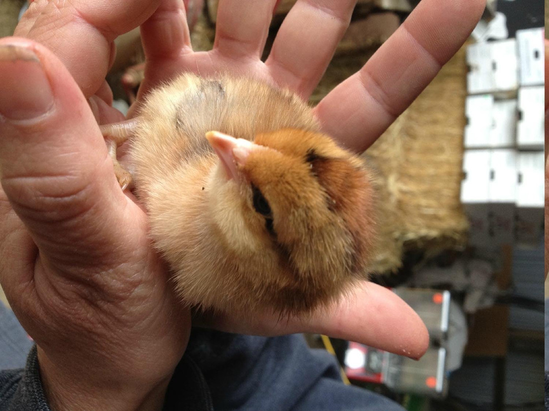 Dawn's Country Market-Milton必去景点