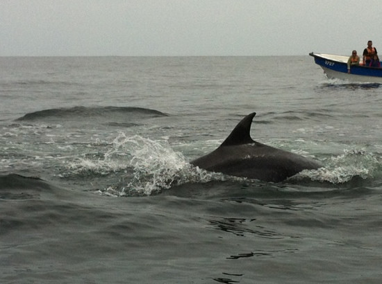 Punta Choros-拉塞雷纳必去景点