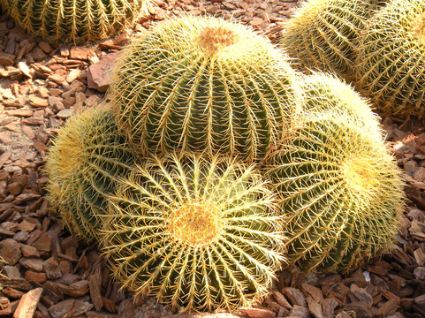 上海辰山植物园-上海市必去景点