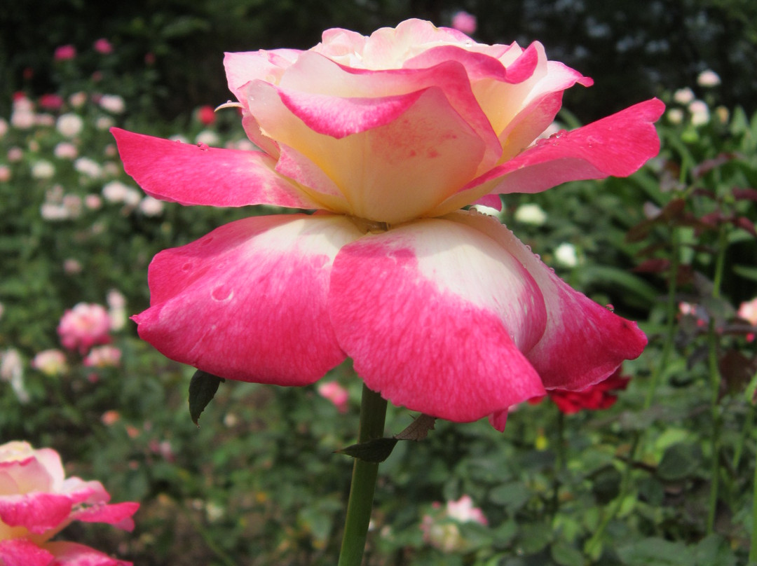 广州从化宝趣玫瑰世界-从化市必去景点