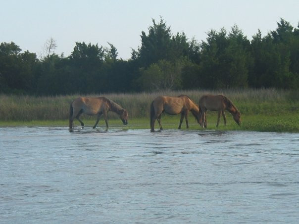 Cedar Island National Wildlife Refuge景点图片