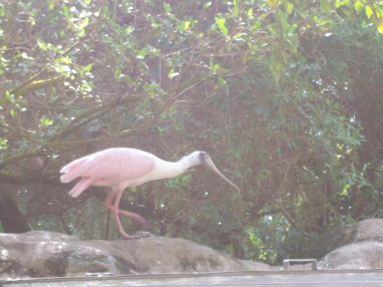 佛罗里达水族馆-坦帕必去景点