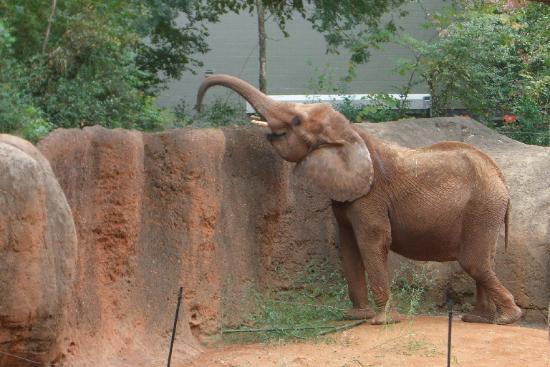 亚特兰大动物园-亚特兰大必去景点