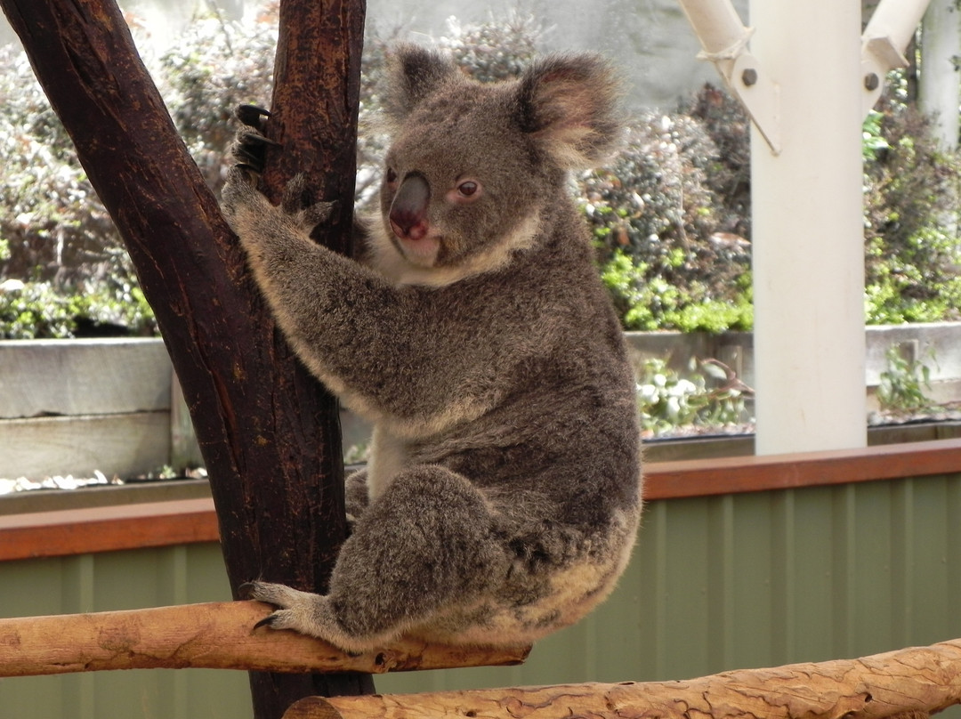 龙柏考拉野生动物园-布里斯班必去景点