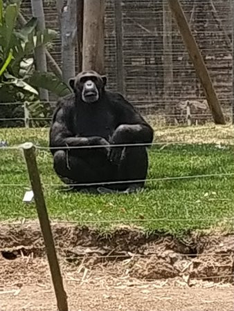 Monkey Town Primate Centre-西索美塞必去景点