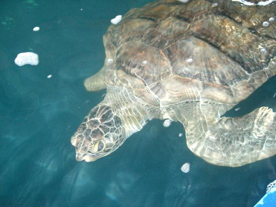 Sea Turtle, Inc.-南帕诸岛必去景点