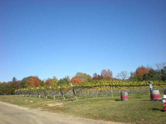 Williamsburg Winery-威廉斯堡必去景点