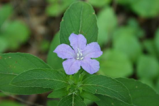 Narrows of the Harpeth-Kingston Springs必去景点