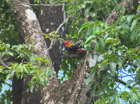 Aguila de Osa Rainforest & Marine Adventure Lodge主图