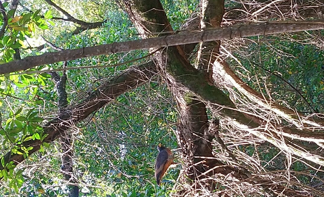 Sentier des Salines-Remire-Montjoly必去景点