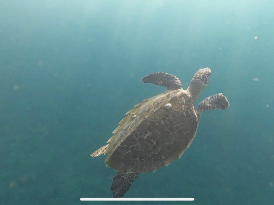 Bali Aqua Diving-沙努尔必去景点